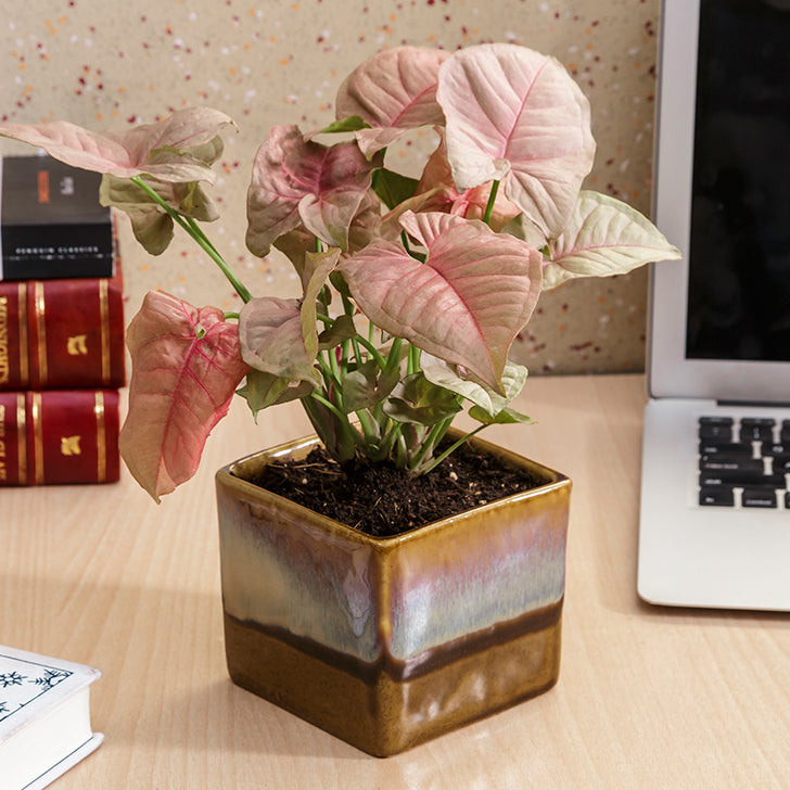 Exotic Green Beautiful Syngonium Pink Indoor Plant Choco Brown Pot