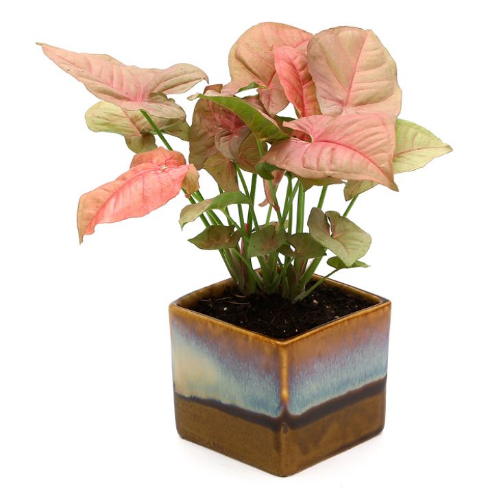 Exotic Green Beautiful Syngonium Pink Indoor Plant Choco Brown Pot