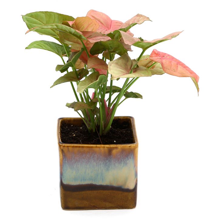 Exotic Green Beautiful Syngonium Pink Indoor Plant Choco Brown Pot