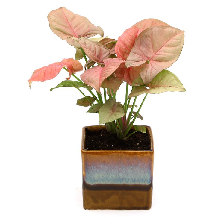 Exotic Green Beautiful Syngonium Pink Indoor Plant Choco Brown Pot