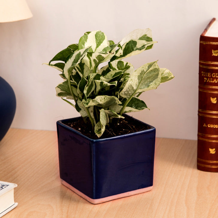 Exotic Green Air Purifying & Oxygen Indoor Pearl & Jade Pothos Plant with Cream & Cookie Pot