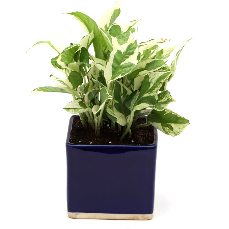 Exotic Green Air Purifying & Oxygen Indoor Pearl & Jade Pothos Plant with Cream & Cookie Pot