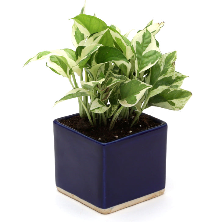 Exotic Green Air Purifying & Oxygen Indoor Pearl & Jade Pothos Plant with Cream & Cookie Pot