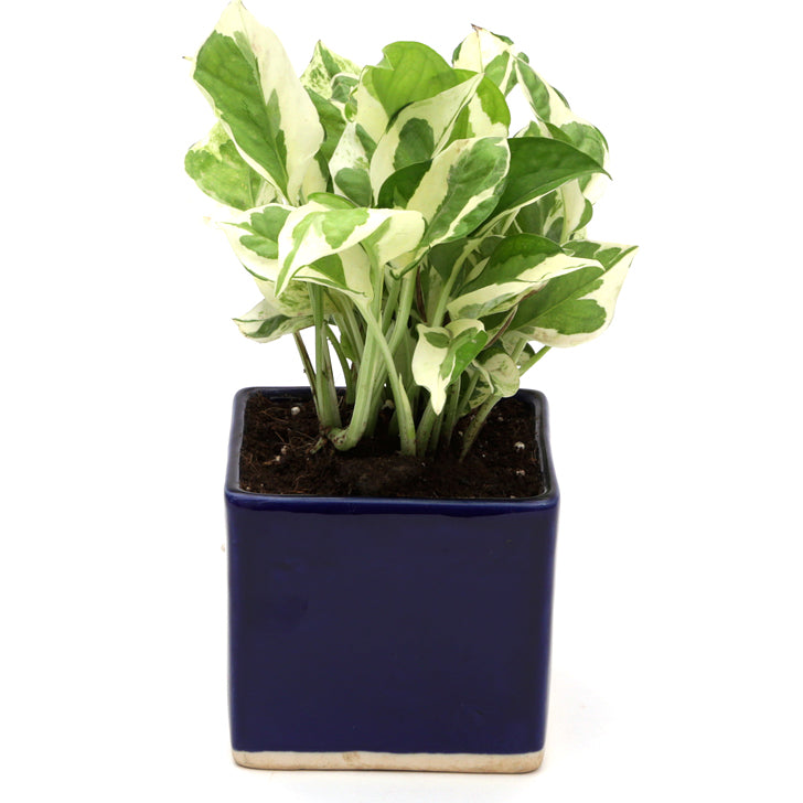 Exotic Green Air Purifying & Oxygen Indoor Pearl & Jade Pothos Plant with Cream & Cookie Pot