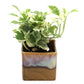 Exotic Green Air Purifying & Oxygen Indoor Pearl & Jade Pothos Plant with Choco Brown Pot