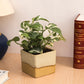 Exotic Green Air Purifying & Oxygen Indoor Pearl & Jade Pothos Plant with Cream & Cookie Pot