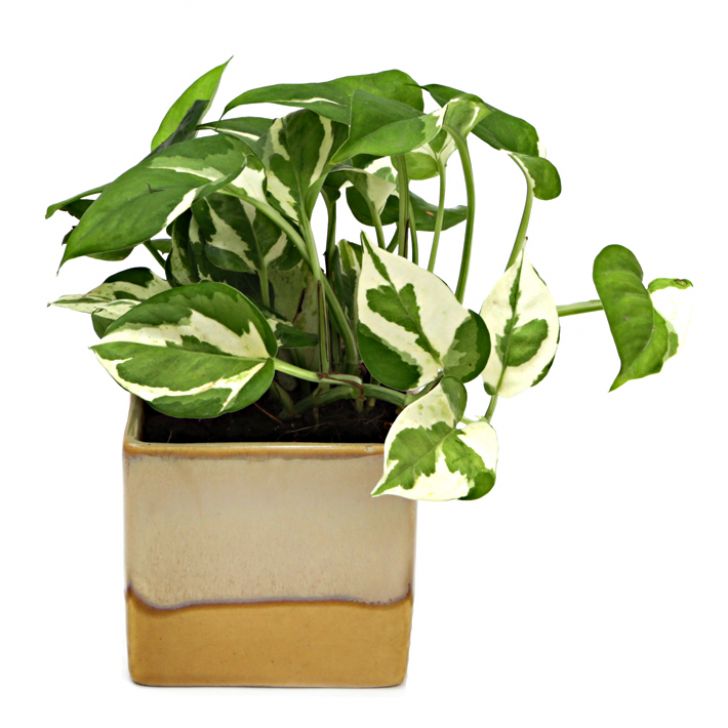 Exotic Green Air Purifying & Oxygen Indoor Pearl & Jade Pothos Plant with Cream & Cookie Pot