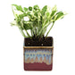 Exotic Green Air Purifying & Oxygen Indoor Pearl & Jade Pothos Plant with Choco Brown Pot