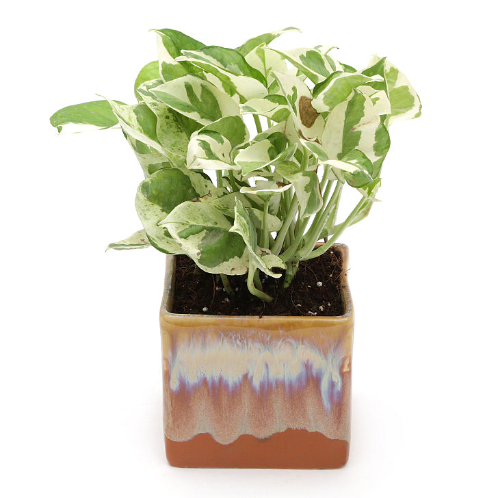 Exotic Green Air Purifying & Oxygen Indoor Pearl & Jade Pothos Plant with Cream & Cookie Pot