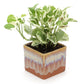 Exotic Green Air Purifying & Oxygen Indoor Pearl & Jade Pothos Plant with Cream & Cookie Pot