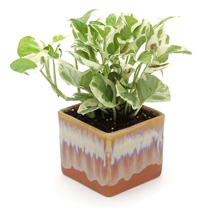 Exotic Green Air Purifying & Oxygen Indoor Pearl & Jade Pothos Plant with Cream & Cookie Pot