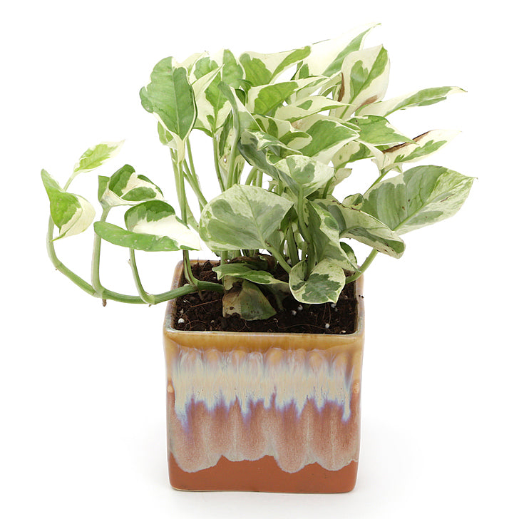 Exotic Green Air Purifying & Oxygen Indoor Pearl & Jade Pothos Plant with Cream & Cookie Pot