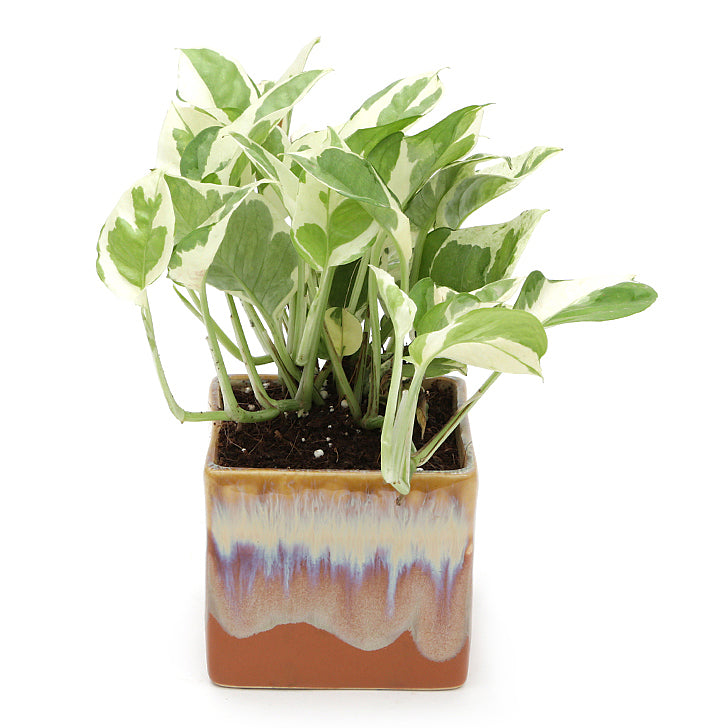 Exotic Green Air Purifying & Oxygen Indoor Pearl & Jade Pothos Plant with Cream & Cookie Pot