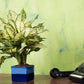 Exotic Green Dual Rainbow Black Colour Square Shape Ceramic Studio Pottery/ Planter/Pot for Indoor Plants