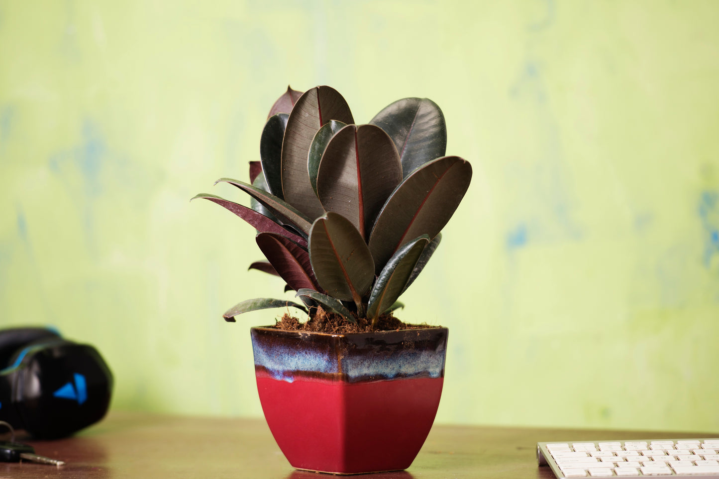 Exotic Green Dual English Purple Cubo Shape Ceramic Studio Pottery/ Planter/Pot for Indoor Plants