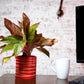 Exotic Green Beautiful Studio Blue Color Cearmic Pot