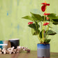 Exotic Green Matte Ceramic Pine Green Color Planter/ Pot for Live Plants