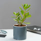 Exotic Green White Color Ceramic Planter/ Pot for Live Plants