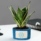 Exotic Green Small Beautiful Attractive Blue Colour Helm Design Fiber Planter for Succulents Plants.