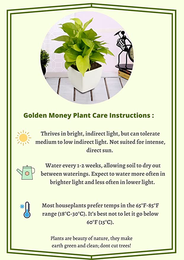 Exotic Green Air Purifying & Oxygen Indoor Golden Pothos Plant with White Ceramic Pot