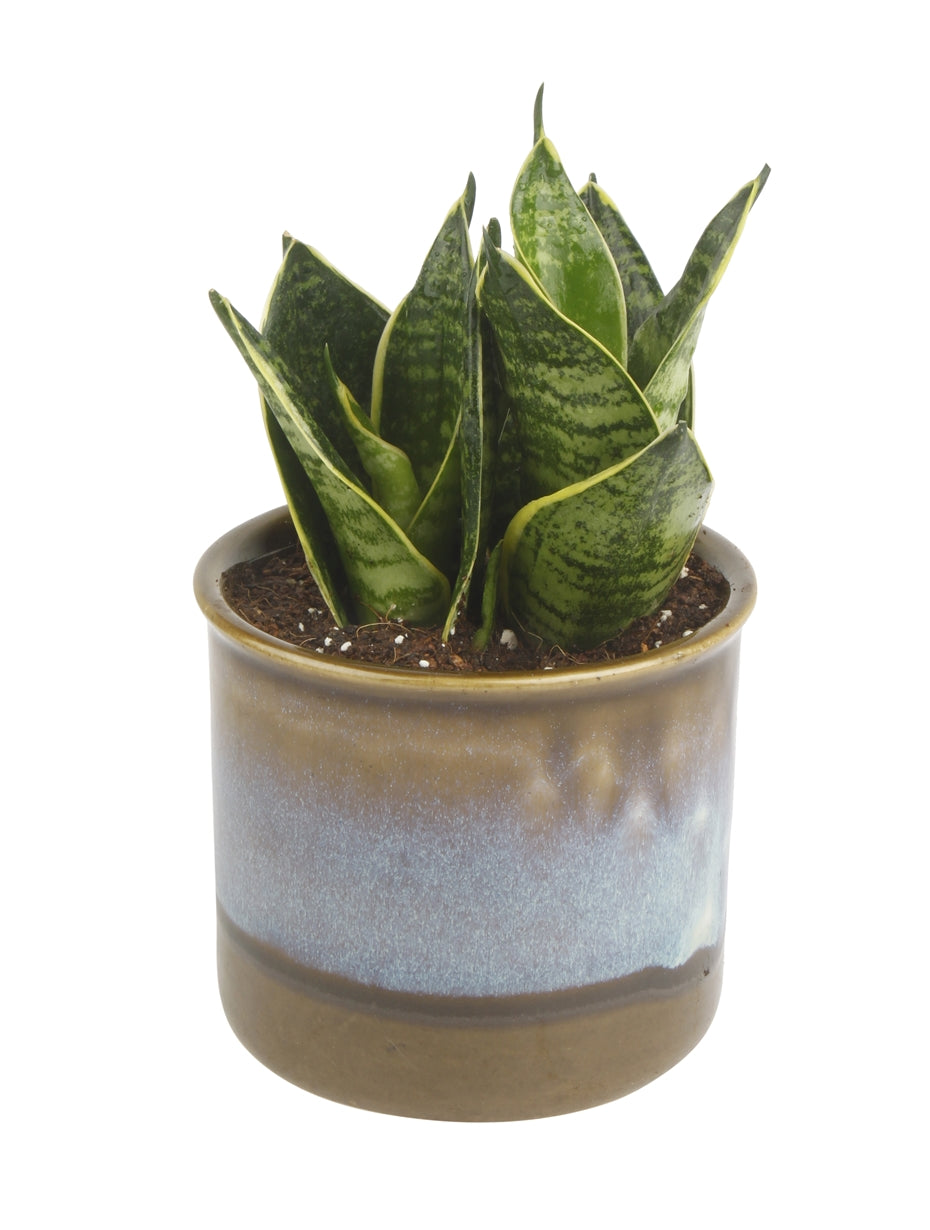 Exotic Green Amazing Indoor Air Purifying & Oxygen Sansevieria (Snake Plant) with Dual Colour Choco Brown Ceramic Pot