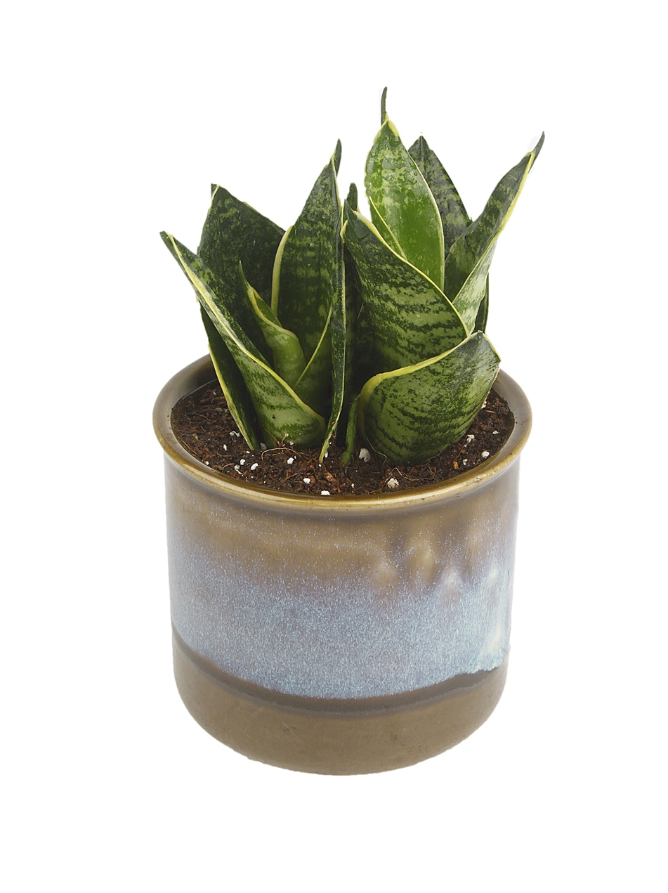 Exotic Green Amazing Indoor Air Purifying & Oxygen Sansevieria (Snake Plant) with Dual Colour Choco Brown Ceramic Pot