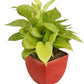 Exotic Green Air Purifying & Oxygen Indoor Golden Pothos Plant with Red Ceramic Pot