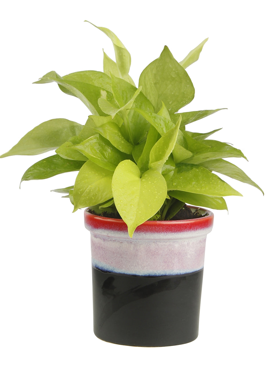 Exotic Green Air Purifying & Oxygen Indoor Golden Pothos Plant with Rainbow Black Ceramic Pot