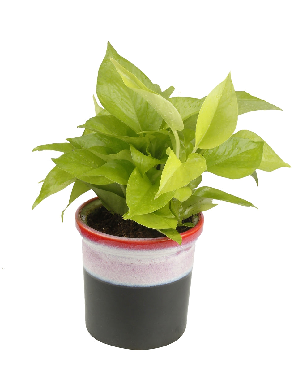 Exotic Green Air Purifying & Oxygen Indoor Golden Pothos Plant with Rainbow Black Ceramic Pot