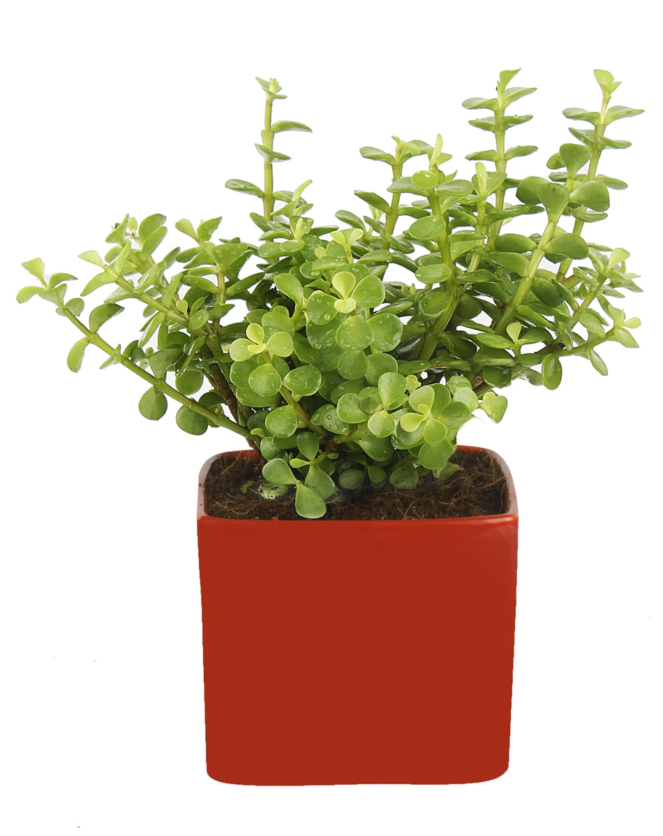 Good Luck Jade Plant with Red Colour Ceramic Pot for Home Decor (Live Plant)