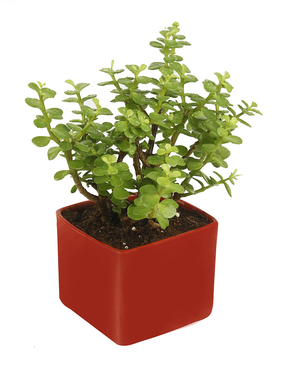 Good Luck Jade Plant with Red Colour Ceramic Pot for Home Decor (Live Plant)