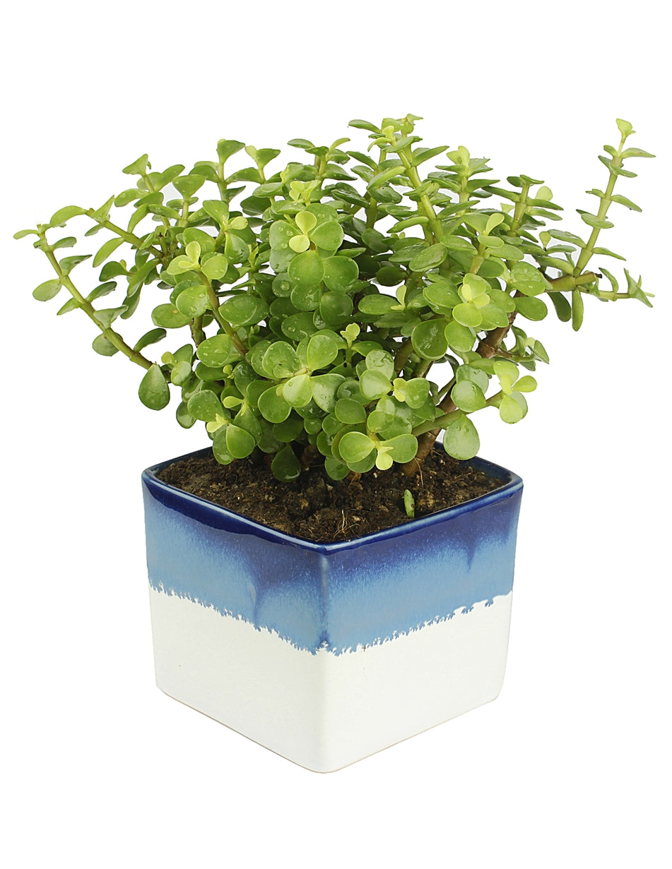 Good Luck Jade Plant with Dual White & Blue Colour Ceramic Pot for Home Decor (Live Plant)