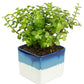 Exotic Green Combo Pack of Feng Shui Jade Plant with Handglazed White & Blue Ceramic Pot Rakhi Special Pack I Rakhi Combo Pack with Cadbury Chocolates I Special Gift Pack For Rakhi