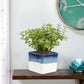 Exotic Green Combo Pack of Feng Shui Jade Plant with Handglazed White & Blue Ceramic Pot Rakhi Special Pack I Rakhi Combo Pack with Cadbury Chocolates I Special Gift Pack For Rakhi