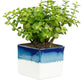 Exotic Green Combo Pack of Feng Shui Jade Plant with Handglazed White & Blue Ceramic Pot Rakhi Special Pack I Rakhi Combo Pack with Cadbury Chocolates I Special Gift Pack For Rakhi