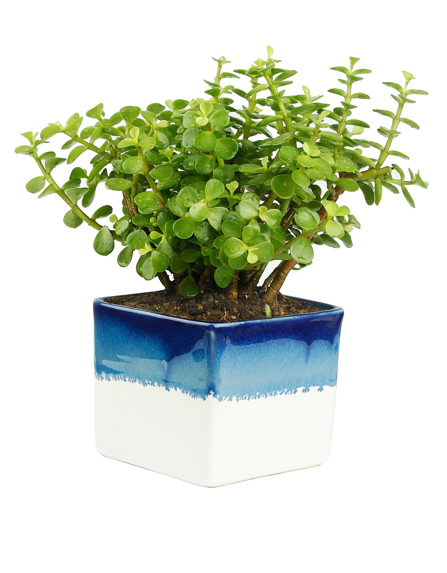 Exotic Green Combo Pack of Feng Shui Jade Plant with Handglazed White & Blue Ceramic Pot Rakhi Special Pack I Rakhi Combo Pack with Cadbury Chocolates I Special Gift Pack For Rakhi