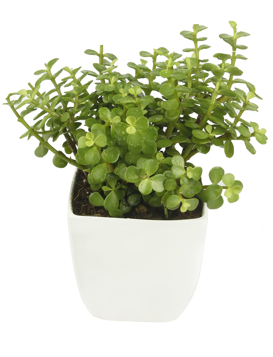 Good Luck Jade Plant with White Colour Ceramic Pot for Home Decor (Live Plant)