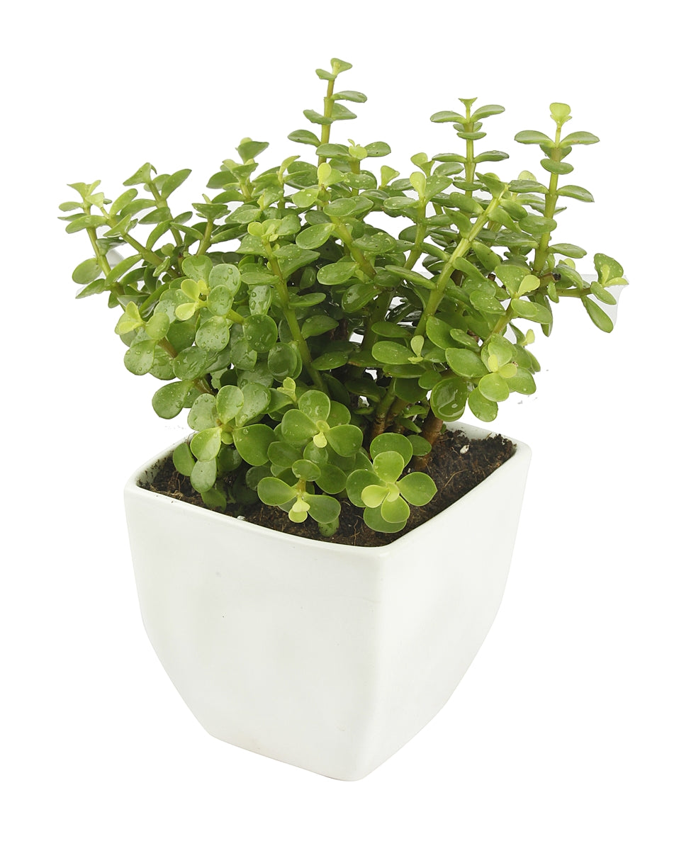 Good Luck Jade Plant with White Colour Ceramic Pot for Home Decor (Live Plant)