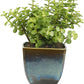 Exotic Green Good Luck Jade Plant with Dual Dark Brown Colour Ceramic Pot for Home Decor (Live Plant)