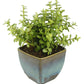 Exotic Green Good Luck Jade Plant with Dual Dark Brown Colour Ceramic Pot for Home Decor (Live Plant)