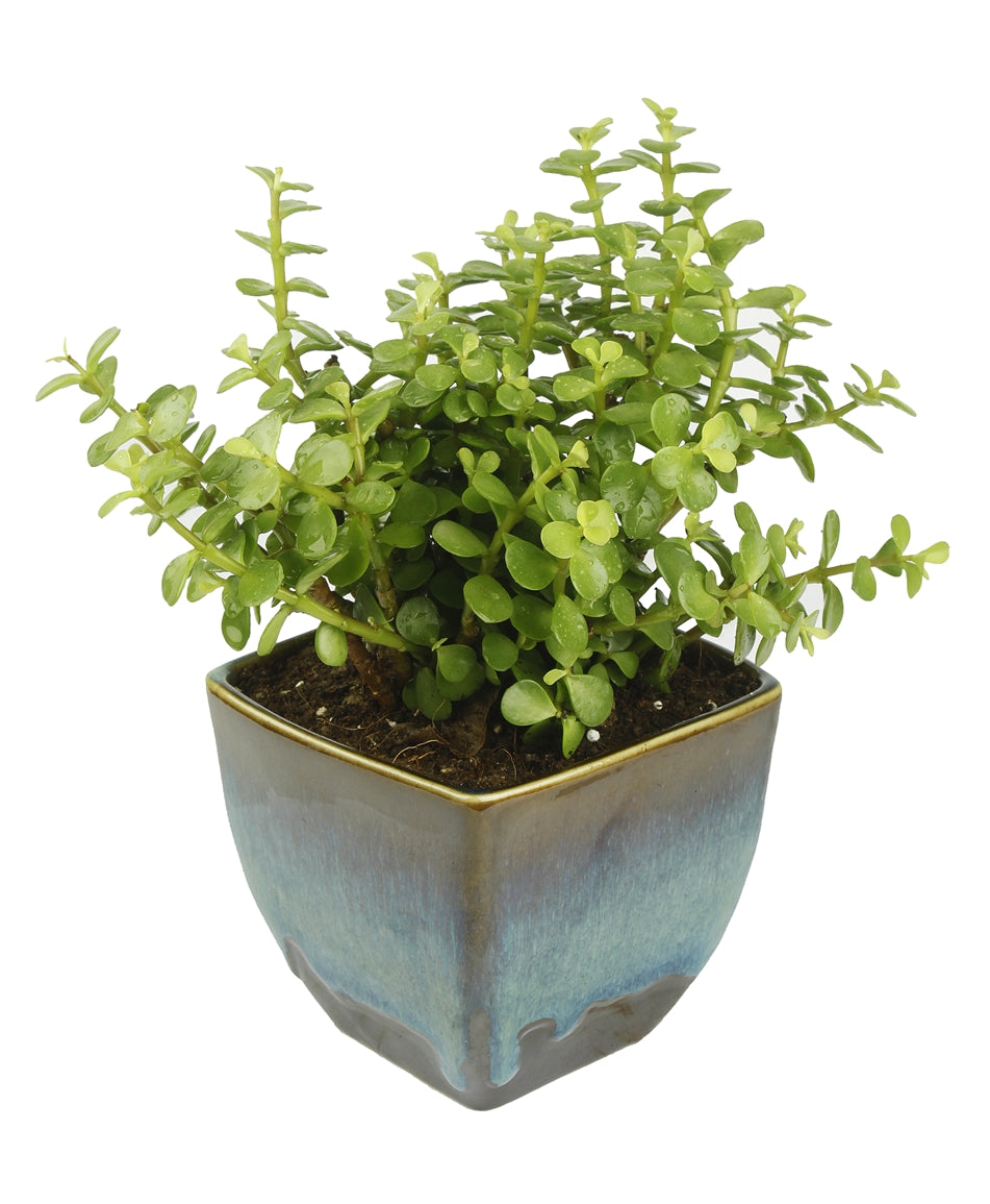 Exotic Green Good Luck Jade Plant with Dual Dark Brown Colour Ceramic Pot for Home Decor (Live Plant)