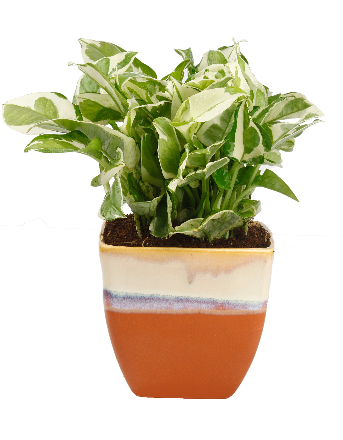 Exotic Green Combo Pack Indoor White Pothos Plant with Handglazed Brown Ceramic Pot Rakhi Special Pack I Rakhi Combo Pack with Cadbury Chocolates I Special Gift Pack For Rakhi