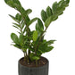 Exotic Green Indoor Air Purifying ZZ or Zamiifolia Plant with Wooden Look Black Color Fiber Pot