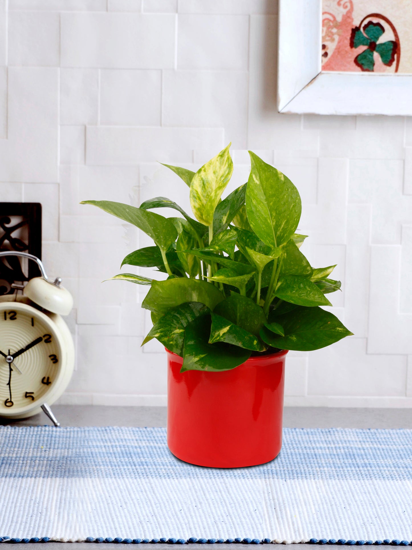 Exotic Green Combo Pack of Good Luck Money Plant with Glossy Red Ceramic Pot Rakhi Special Pack I Rakhi Combo Pack with Cadbury Chocolates I Special Gift Pack For Rakhi