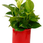 Exotic Green Beautiful Good Luck Indoor Money Plant with Red Colour Ceramic Planter