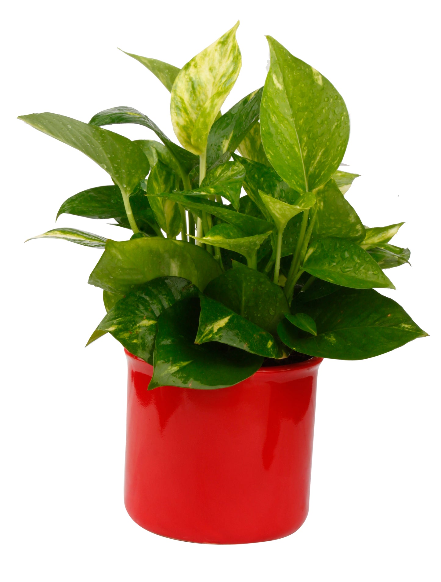 Exotic Green Beautiful Good Luck Indoor Money Plant with Red Colour Ceramic Planter