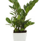 Exotic Green Indoor Air Purifying ZZ or Zamiifolia Plant with Ceramic Pot