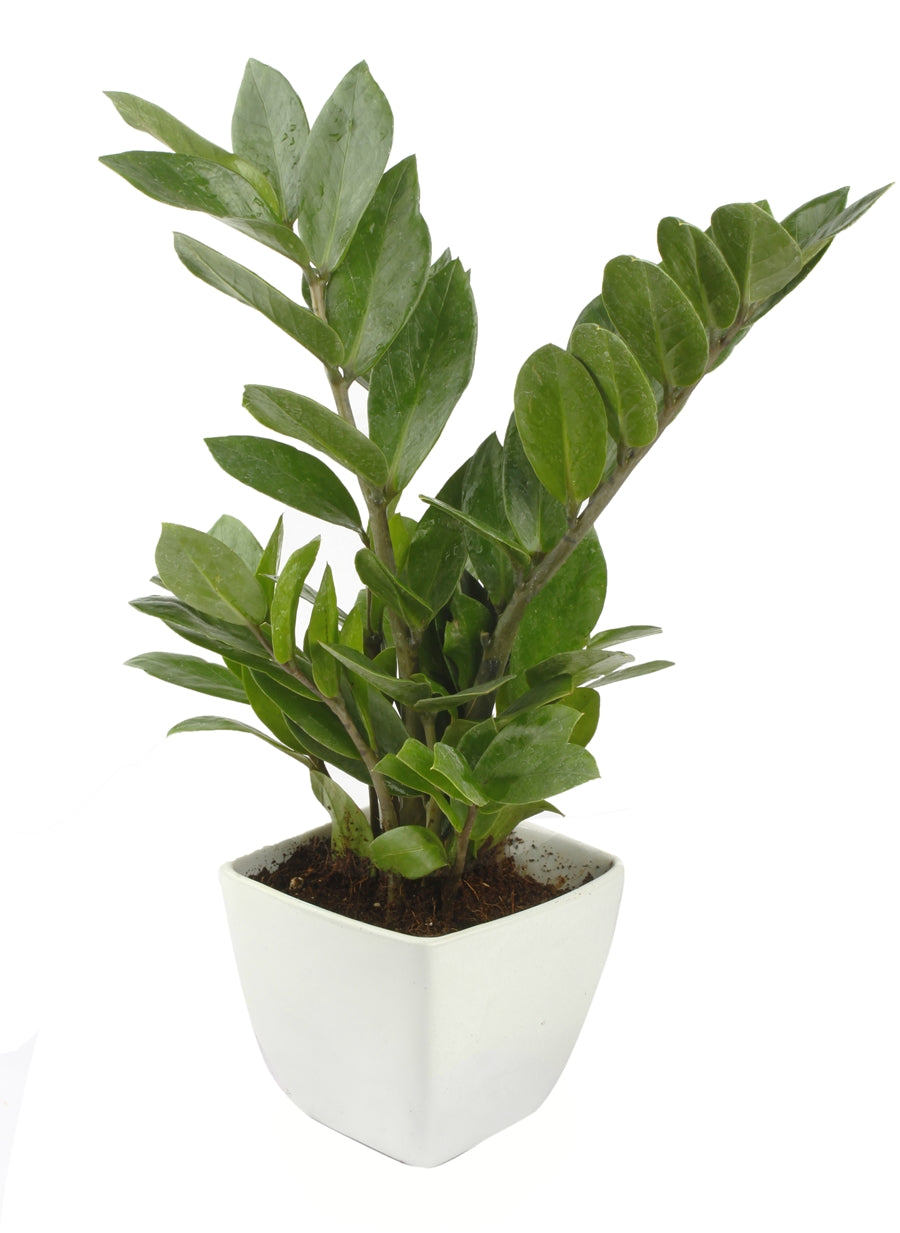 Exotic Green Indoor Air Purifying ZZ or Zamiifolia Plant with Ceramic Pot