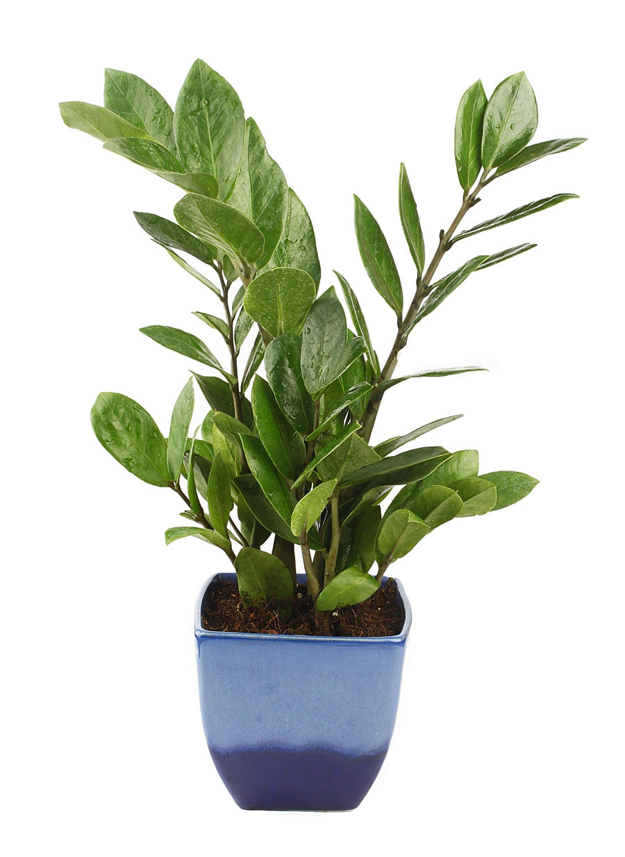 Exotic Green Indoor Air Purifying ZZ or Zamiifolia Plant with Ocean Blue Color Ceramic Pot