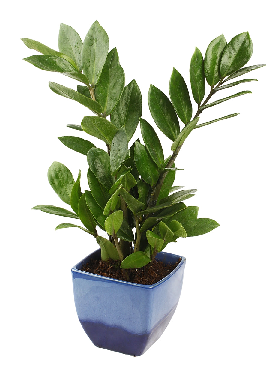 Exotic Green Indoor Air Purifying ZZ or Zamiifolia Plant with Ocean Blue Color Ceramic Pot